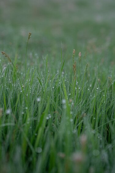 Nahaufnahme von frischem, grünem Gras mit Wassertropfen. | © KI-generiertes Bild mit Ideogram 