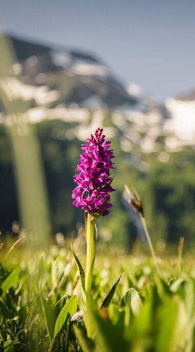 Pinke Orchidee auf Almwiese vor Bergen im Käfertal. | © Ferienregion Nationalpark Hohe Tauern – Max Draeger