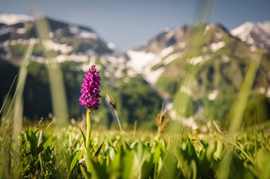 Pinke Orchidee auf Almwiese vor Bergen im Käfertal. | © Ferienregion Nationalpark Hohe Tauern – Max Draeger