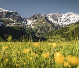 Blühende Bergwiese im Käfertal mit gelben Blumen und schneebedeckten Gipfeln unter klarem Himmel. | © Ferienregion Nationalpark Hohe Tauern - Max Draeger