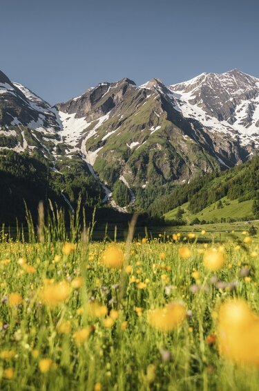 Blühende Bergwiese im Käfertal mit gelben Blumen und schneebedeckten Gipfeln unter klarem Himmel. | © Ferienregion Nationalpark Hohe Tauern - Max Draeger