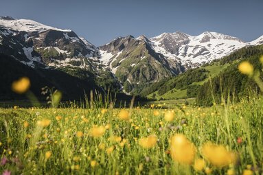 Blühende Bergwiese im Käfertal mit gelben Blumen und schneebedeckten Gipfeln unter klarem Himmel. | © Ferienregion Nationalpark Hohe Tauern - Max Draeger