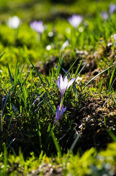 Nahaufnahme von lila Krokussen auf einer grünen Wiese im Sonnenschein. | © Ferienregion Nationalpark Hohe Tauern