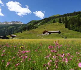 Blühende Almwiese mit Hütten und Bergkulisse unter blauem Himmel | © Tourismusverband Großarltal