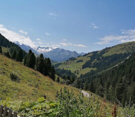 Blick über grünes Bergtal mit Wäldern und schneebedeckten Gipfeln unter blauem Himmel | © Tourismusverband Wald-Königsleiten