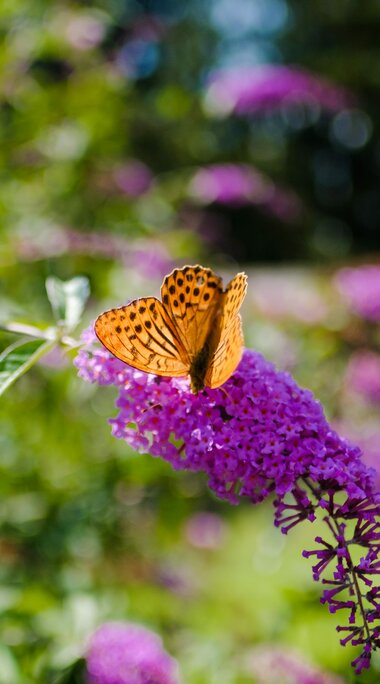 Orangefarbener Schmetterling auf einer violetten Blüte in einem sonnigen Garten. | © David Innerhofer