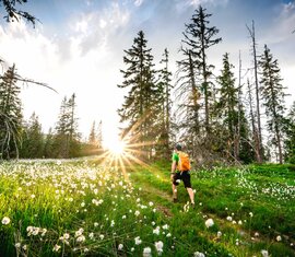 Hiker with backpack walking through meadow in evening light. | © Ferienregion Nationalpark Hohe Tauern - Florian Kreidl-Glueck
