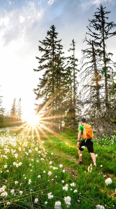 Hiker with backpack walking through meadow in evening light. | © Ferienregion Nationalpark Hohe Tauern - Florian Kreidl-Glueck