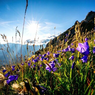 Purple bellflowers on mountain meadow in sunlight. | © Hohe Tauern National Park holiday region / Florian Kreidl-Glueck