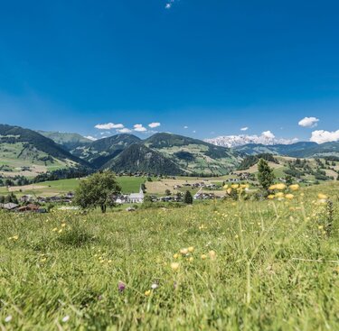 Grüne Wiese mit gelben Blumen, Dorf im Tal und Berge unter klarem, blauem Himmel. | © TVB Embach