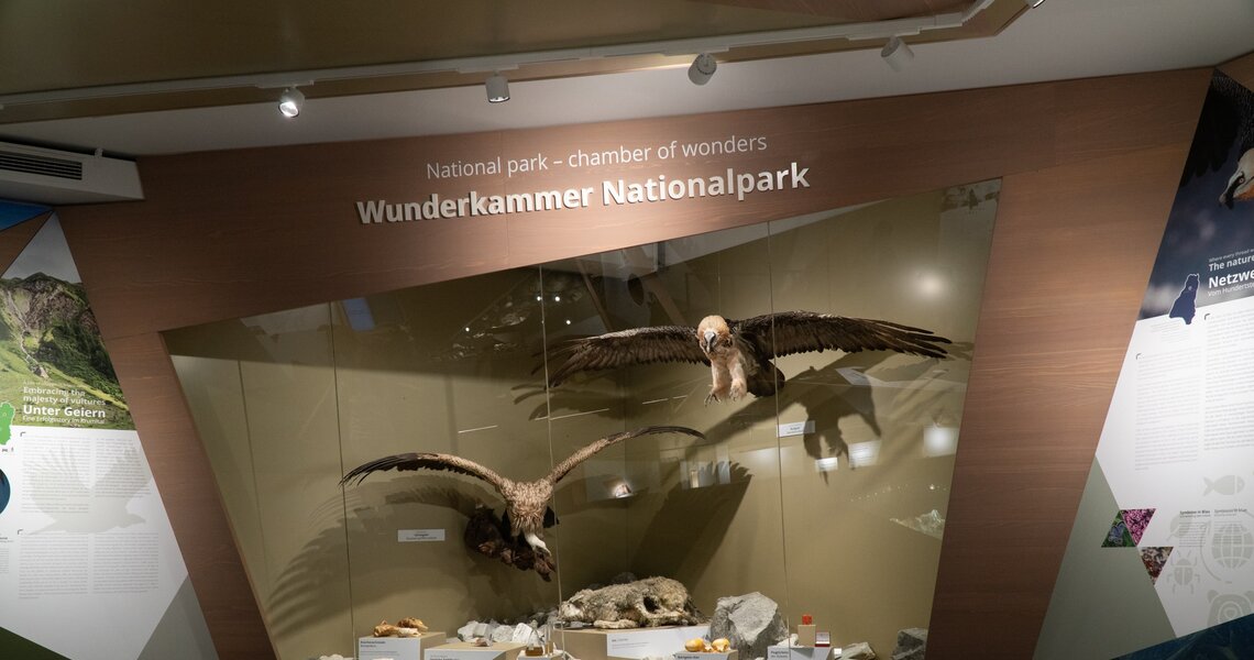 Naturkundliche Ausstellung im Nationalparkzentrum mit ausgestopften Greifvögeln. | © Nationalparkverwaltung Salzburg