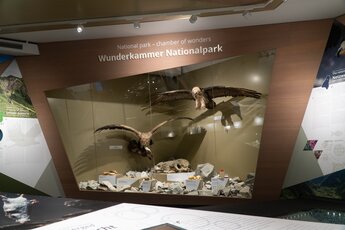 Naturkundliche Ausstellung im Nationalparkzentrum mit ausgestopften Greifvögeln. | © Nationalparkverwaltung Salzburg