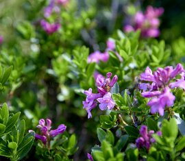 Nahaufnahme von Almrausch-Blüten in leuchtendem Rosa, umgeben von grünem Laub. | ©  Ferienregion Nationalpark Hohe Tauern - Michael Huber