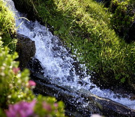 Nahaufnahme eines sprudelnden Gebirgsbaches, umgeben von grünem Gras und alpinen Blumen. | © Ferienregion Nationalpark Hohe Tauern - Michael Huber