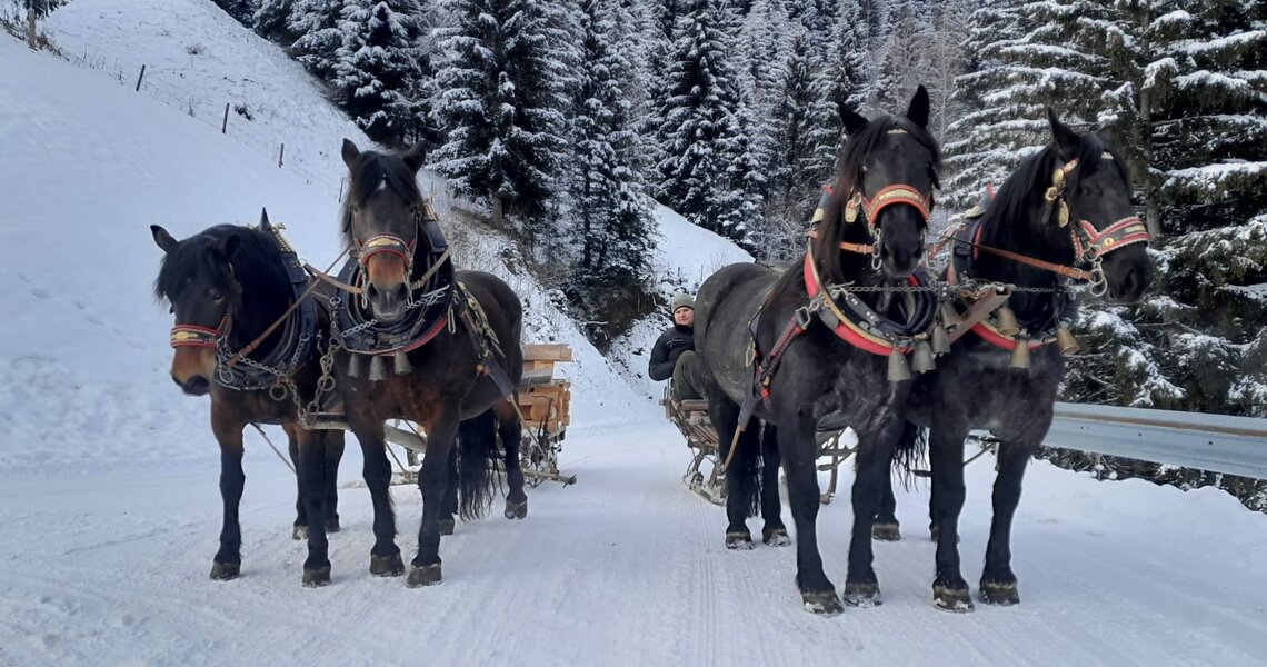 Four horses pulling two carriages through a snowy landscape, surrounded by dense fir forests. | © Hannes Steger