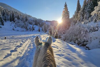 Blick von einem Pferderücken auf einen sonnigen Winterweg, umgeben von verschneiten Tannen. | © Hannes Steger