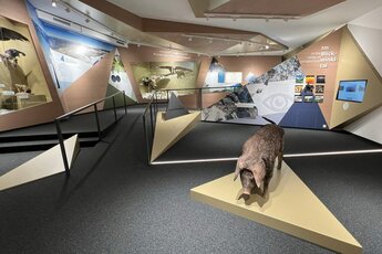 Ausstellungsraum im Facettenreich des Nationalparks Hohe Tauern mit interaktiven Elementen und Exponaten. | © Wolfgang Urban