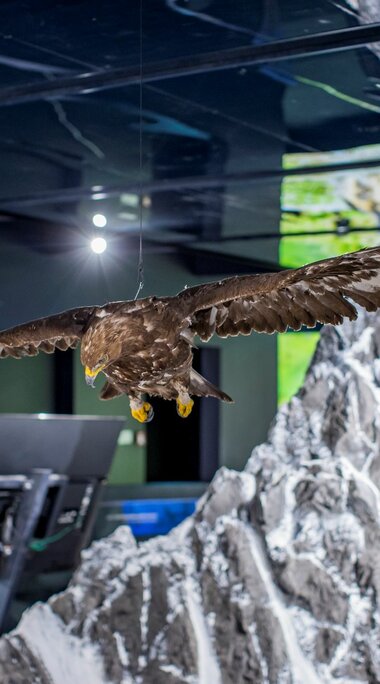 Präparierter Adler mit ausgebreiteten Flügeln schwebt über Modell einer Berglandschaft | © zangl.ultd-Franz Neumayr-Leo