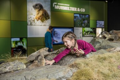 Kind interagiert mit Murmeltier-Diorama in einer Ausstellung über Murmeltiere. | © zangl.ultd-Franz Neumayr-Leo