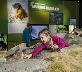 Kind interagiert mit Murmeltier-Diorama in einer Ausstellung über Murmeltiere. | © zangl.ultd-Franz Neumayr-Leo