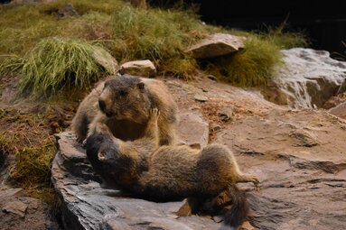 Zwei spielende Murmeltiere liegen auf einem Felsen in einer naturgetreuen Ausstellung. | © Nationalparkzentrum Hohe Tauern GmbH