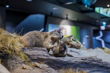 Zwei Murmeltiere in einer felsigen Umgebung in einer Ausstellung. | © zangl.ultd-Franz Neumayr-Leo 