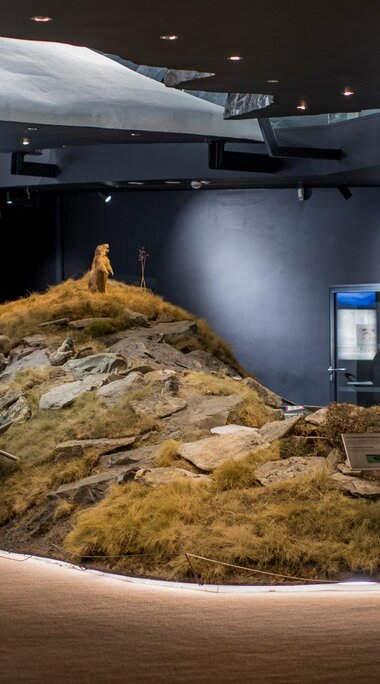 Alpen-Ausstellung mit Murmeltier-Diorama und Kletterwand im Hintergrund. | © zangl.ultd - Franz Neumayr - Leo
