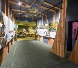 Holzgestalteter Ausstellungsgang mit Infotafeln über Natur und Wildtiere. | ©  zangl.ultd-Franz Neumayr-Leo 