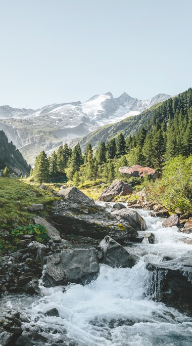 Ein idyllischer Gebirgsbach fließt durch ein Tal, Kühe grasen auf den Wiesen, Berge im Hintergrund. | © Ferienregion Nationalpark Hohe Tauern - Daniel Kogler