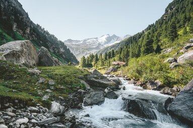 Ein idyllischer Gebirgsbach fließt durch ein Tal, Kühe grasen auf den Wiesen, Berge im Hintergrund. | © Ferienregion Nationalpark Hohe Tauern - Daniel Kogler