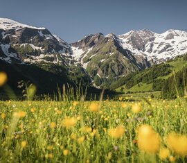 Blühende Bergwiese mit gelben Blumen vor einer Kulisse schneebedeckter Gipfel und grüner Täler. | © Ferienregion Nationalpark Hohe Tauern - Max Draeger