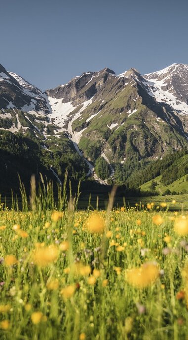 Blühende Bergwiese mit gelben Blumen vor einer Kulisse schneebedeckter Gipfel und grüner Täler. | © Ferienregion Nationalpark Hohe Tauern - Max Draeger