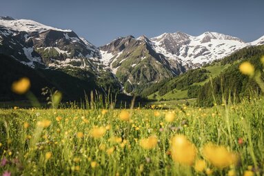 Blühende Bergwiese mit gelben Blumen vor einer Kulisse schneebedeckter Gipfel und grüner Täler. | © Ferienregion Nationalpark Hohe Tauern - Max Draeger