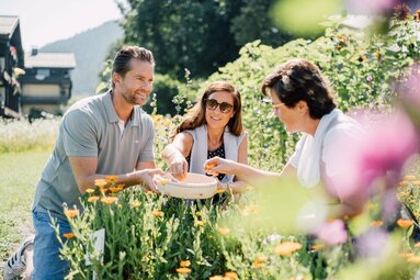 Drei Menschen pflücken bunte Blüten im Hollersbacher Kräutergarten und lernt über Heilpflanzen. | © Chris Perkles