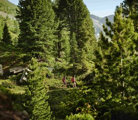 Wanderer auf einem schmalen Pfad durch einen Zirbenwald mit grüner Vegetation und Blick auf die Berge. | © Gasteinertal Tourismus GmbH - Michael Koenigshofer