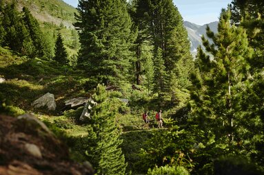 Wanderer auf einem schmalen Pfad durch einen Zirbenwald mit grüner Vegetation und Blick auf die Berge. | © Gasteinertal Tourismus GmbH - Michael Koenigshofer