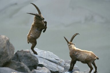 Zwei Steinböcke beim Kämpfen auf felsigem Gelände in alpiner Landschaft. | © Grossglockner Hochalpenstrasse