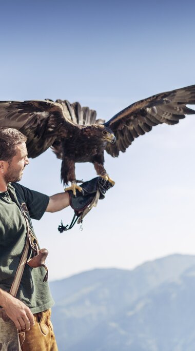 Falkner mit Adler auf der Hand, majestätischer Vogel vor alpiner Berglandschaft. | © Ferienregion Nationalpark Hohe Tauern