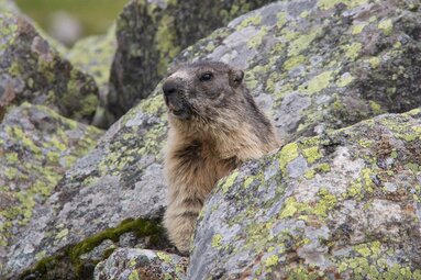 Murmeltier sitzt zwischen moosbedeckten Steinen und beobachtet aufmerksam. | © Nationalpark Hohe Tauern - Szopory