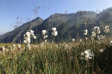 Wollgrasblüten vor einer Bergkulisse im Hollersbachtal mit klarem Himmel. | © Ferienregion Nationalpark Hohe Tauern - Christina Moser