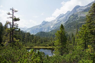 Der Wiegenwald mit Zirbenbäumen und einem kleinen See vor alpiner Berglandschaft. | © Nationalpark Hohe Tauern - Vanessa Szopory