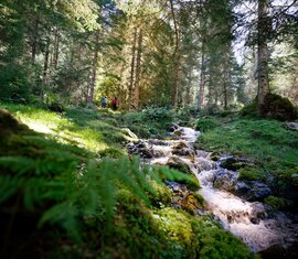 Im Wald entlang eines klaren Gebirgsbachs im Nationalpark. | © NPHT - Florian Kreidl-Glück