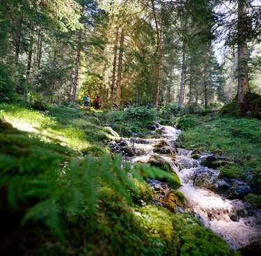 Im Wald entlang eines klaren Gebirgsbachs im Nationalpark. | © NPHT - Florian Kreidl-Glück