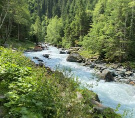 Fluss mit türkisfarbenem Wasser umgeben von üppigen grünen Wäldern und Felsen. | © Nationalpark Hohe Tauern - Pecile