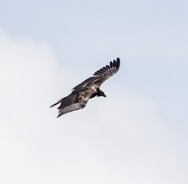 Ein Bartgeier fliegt hoch am Himmel vor blauem Hintergrund. | © Nationalpark Hohe Tauern - B.Heger