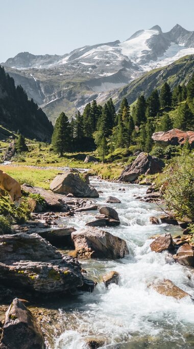 Kuh am Bach im Wildgerlostal mit Blick auf Gletscher. | © Ferienregion Nationalpark Hohe Tauern - Daniel Kogler