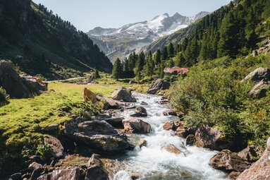 Kuh am Bach im Wildgerlostal mit Blick auf Gletscher. | © Ferienregion Nationalpark Hohe Tauern - Daniel Kogler