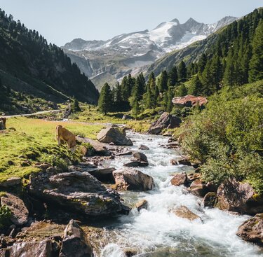 Kuh am Bach im Wildgerlostal mit Blick auf Gletscher. | © Ferienregion Nationalpark Hohe Tauern - Daniel Kogler